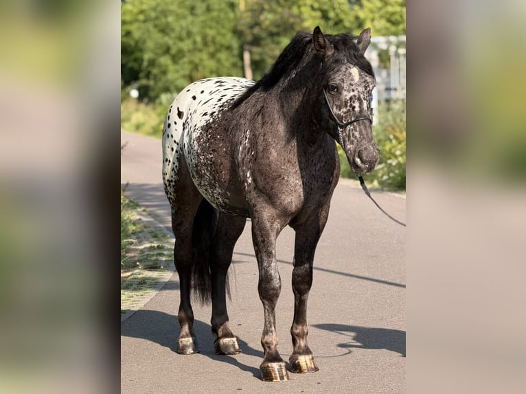 Sangre fría polaco Caballo castrado 2 años 162 cm Atigrado/Moteado in Weert