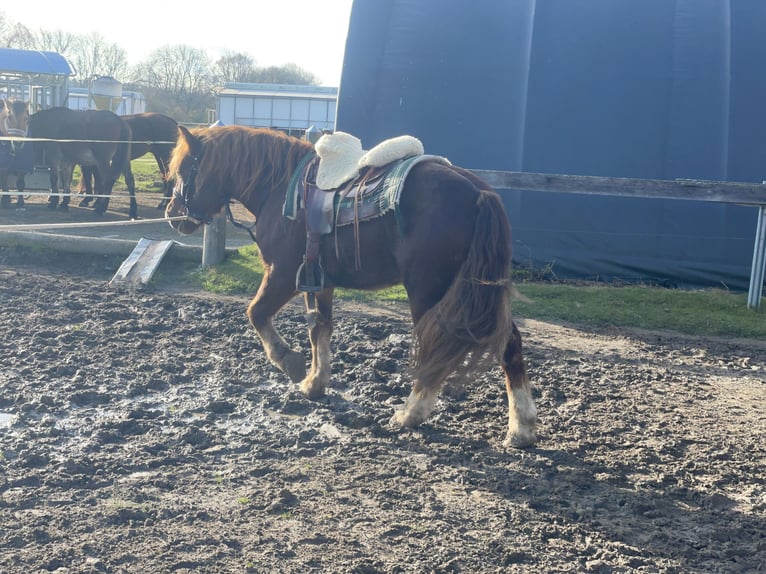 Sangre fría polaco Mestizo Caballo castrado 3 años 147 cm Alazán-tostado in Fuchstal