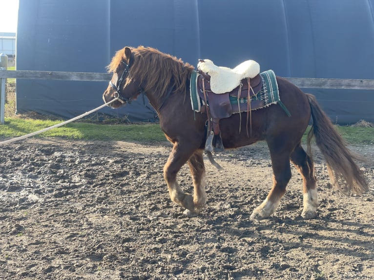 Sangre fría polaco Mestizo Caballo castrado 3 años 147 cm Alazán-tostado in Fuchstal