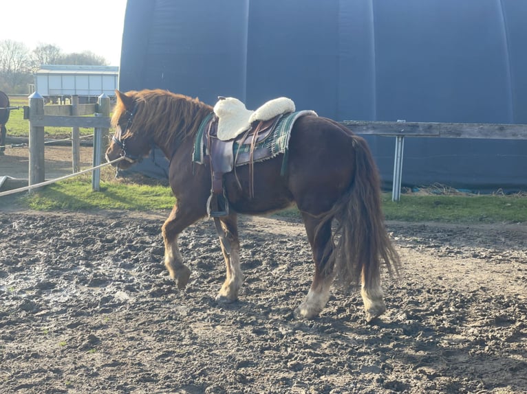 Sangre fría polaco Mestizo Caballo castrado 3 años 147 cm Alazán-tostado in Fuchstal