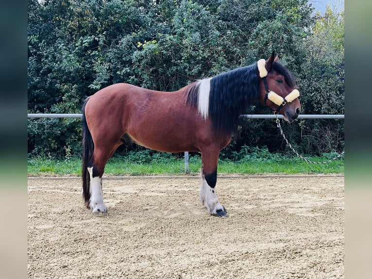 Sangre fría polaco Mestizo Caballo castrado 3 años 152 cm Pío in Bretten