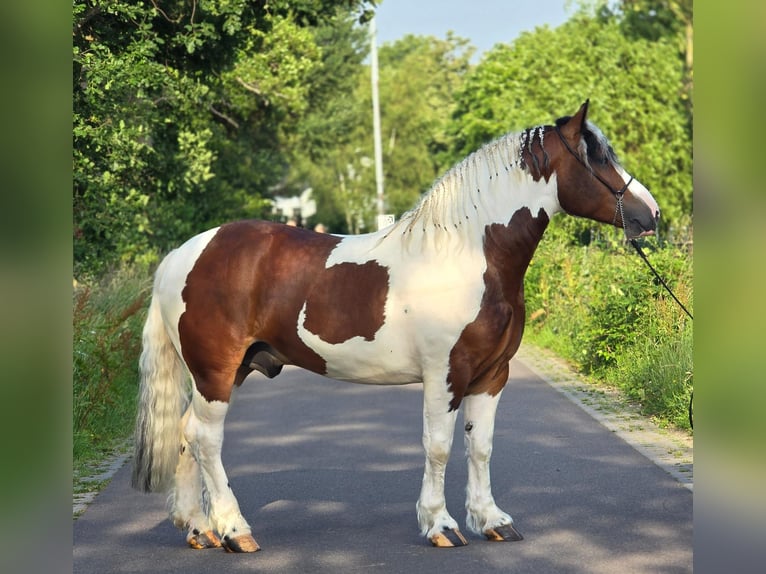 Sangre fría polaco Caballo castrado 3 años 154 cm Pío in Weert