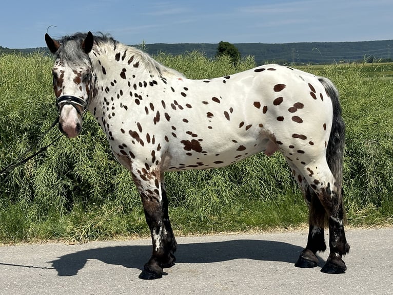 Sangre fría polaco Mestizo Caballo castrado 3 años 155 cm Atigrado/Moteado in Riedlingen