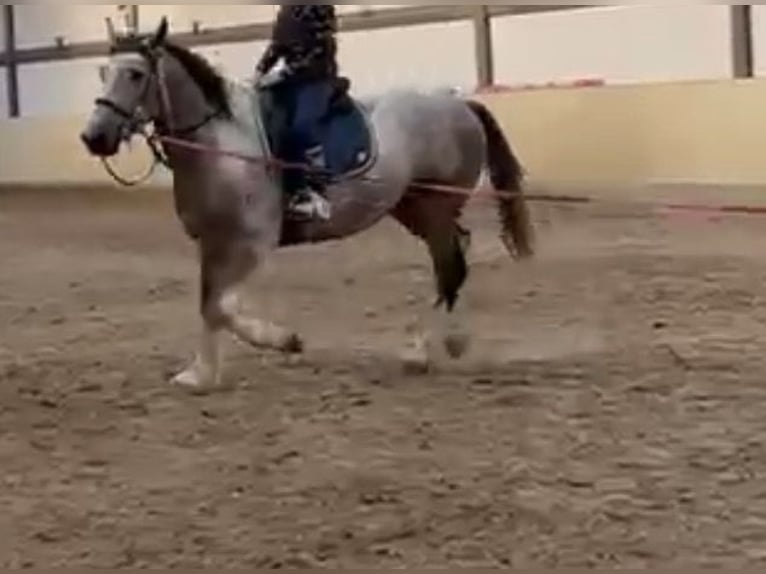 Sangre fría polaco Mestizo Caballo castrado 3 años 155 cm  in Castrop-Rauxel