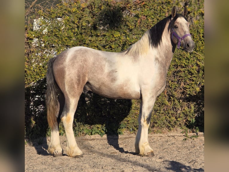Sangre fría polaco Mestizo Caballo castrado 3 años 155 cm  in Castrop-Rauxel