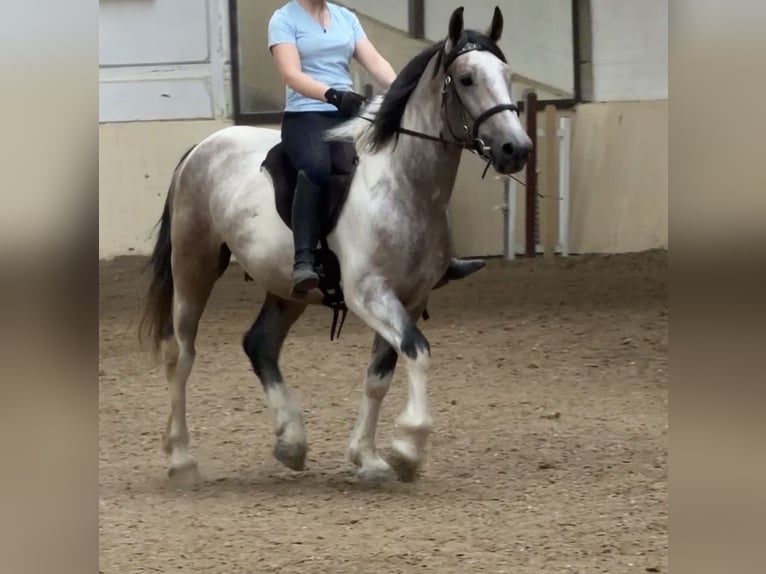 Sangre fría polaco Mestizo Caballo castrado 3 años 155 cm  in Castrop-Rauxel