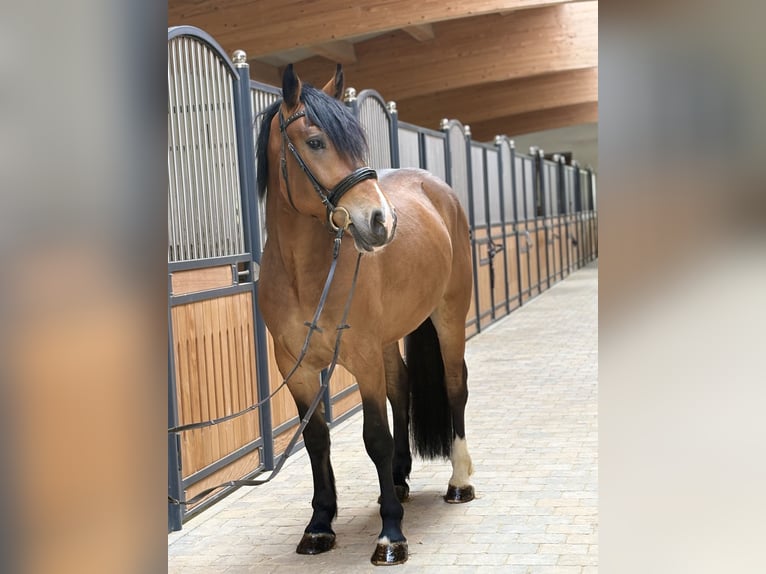 Sangre fría polaco Caballo castrado 3 años 158 cm  in Westerheim
