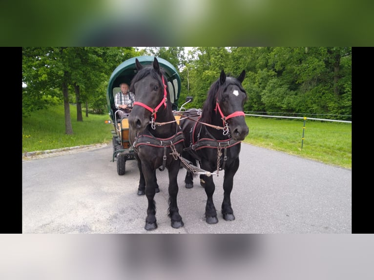 Sangre fría polaco Caballo castrado 3 años 159 cm Negro in Kamenz