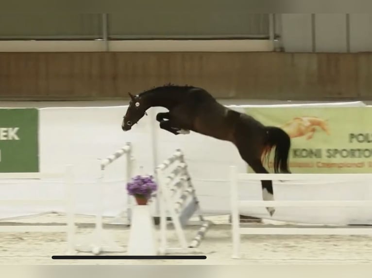 Sangre fría polaco Mestizo Caballo castrado 3 años 160 cm Castaño oscuro in Bralin