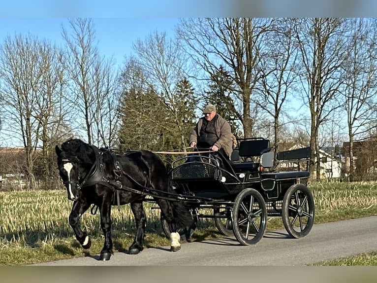 Sangre fría polaco Caballo castrado 3 años 160 cm Negro in Riedlingen