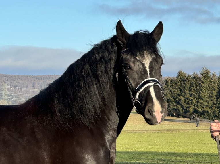 Sangre fría polaco Caballo castrado 3 años 160 cm Negro in Riedlingen