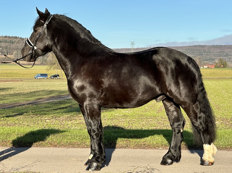 Sangre fría polaco Caballo castrado 3 años 160 cm Negro in Riedlingen