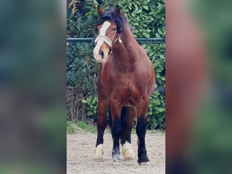 Sangre fría polaco Caballo castrado 3 años 161 cm Castaño in Someren
