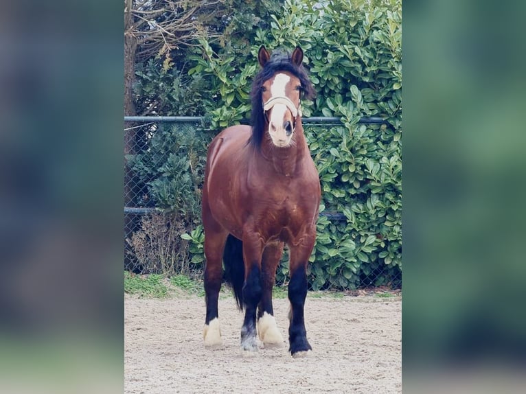 Sangre fría polaco Caballo castrado 3 años 161 cm Castaño in Someren