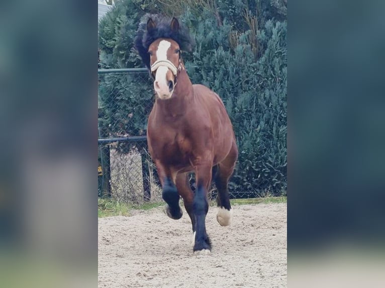 Sangre fría polaco Caballo castrado 3 años 161 cm Castaño in Someren