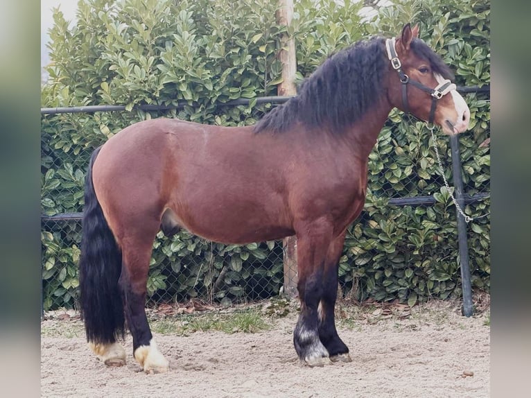 Sangre fría polaco Caballo castrado 3 años 161 cm Castaño in Someren