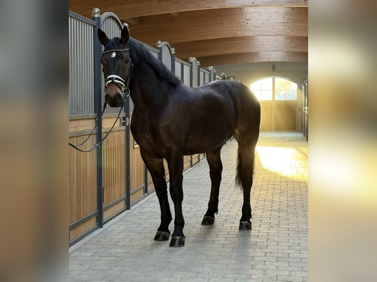 Sangre fría polaco Caballo castrado 3 años 162 cm Castaño oscuro in Westerheim
