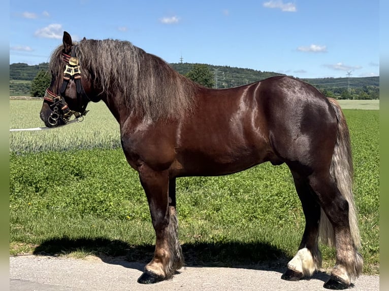 Sangre fría polaco Caballo castrado 3 años 164 cm Alazán-tostado in Riedlingen