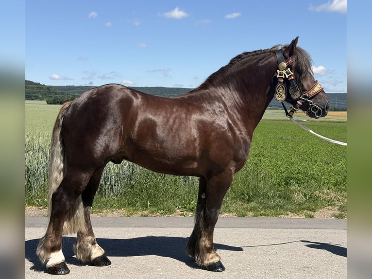 Sangre fría polaco Caballo castrado 3 años 164 cm Alazán-tostado in Riedlingen
