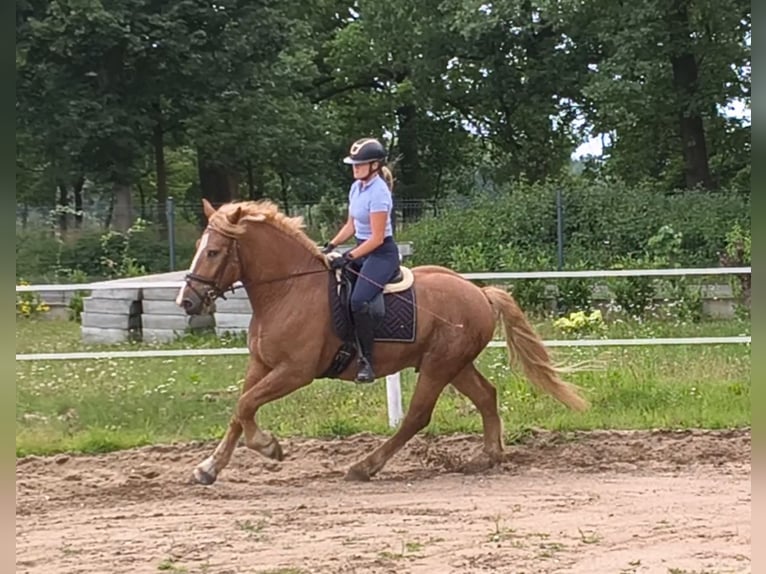 Sangre fría polaco Mestizo Caballo castrado 3 años 166 cm Alazán in Forst