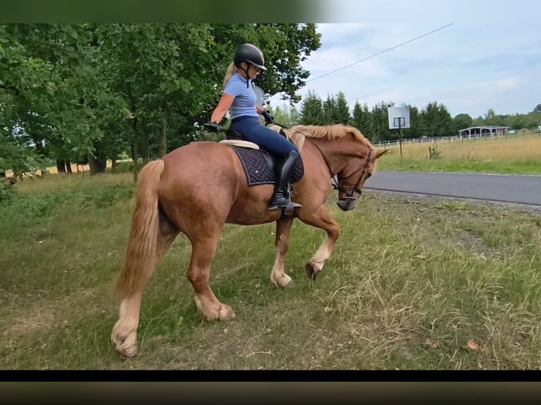 Sangre fría polaco Mestizo Caballo castrado 3 años 166 cm Alazán in Forst