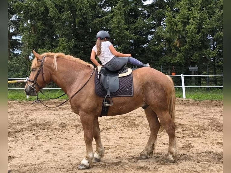 Sangre fría polaco Mestizo Caballo castrado 3 años 166 cm Alazán in Forst