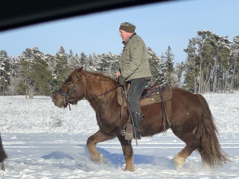 Sangre fría polaco Mestizo Caballo castrado 4 años 147 cm Alazán-tostado in Fuchstal