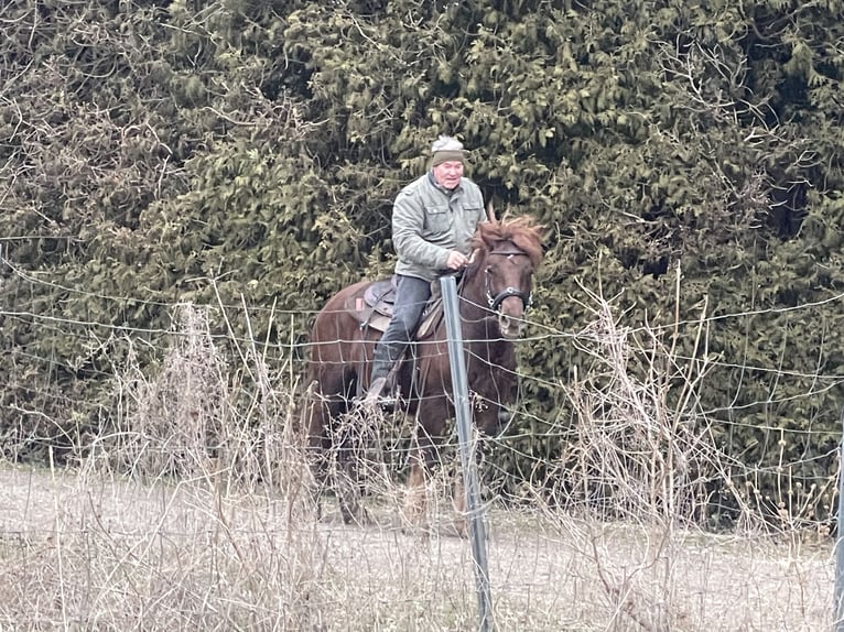 Sangre fría polaco Mestizo Caballo castrado 4 años 147 cm Alazán-tostado in Fuchstal