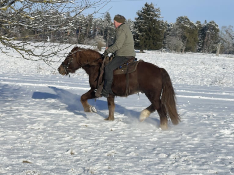 Sangre fría polaco Mestizo Caballo castrado 4 años 147 cm Alazán-tostado in Fuchstal