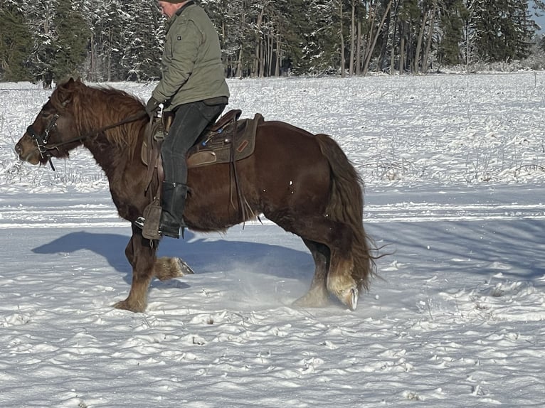 Sangre fría polaco Mestizo Caballo castrado 4 años 147 cm Alazán-tostado in Fuchstal