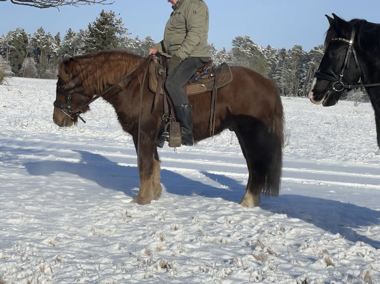 Sangre fría polaco Mestizo Caballo castrado 4 años 147 cm Alazán-tostado in Fuchstal