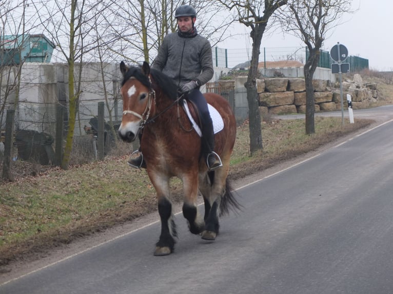 Sangre fría polaco Caballo castrado 4 años 154 cm Castaño claro in Ellersleben