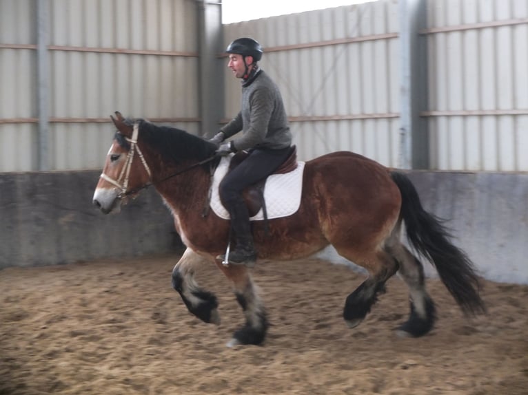 Sangre fría polaco Caballo castrado 4 años 154 cm Castaño claro in Ellersleben