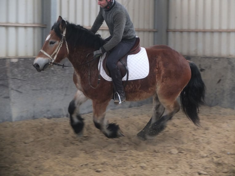 Sangre fría polaco Caballo castrado 4 años 154 cm Castaño claro in Ellersleben