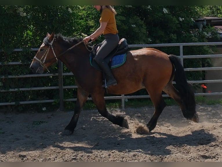 Sangre fría polaco Caballo castrado 4 años 155 cm Castaño claro in Rudersdorf