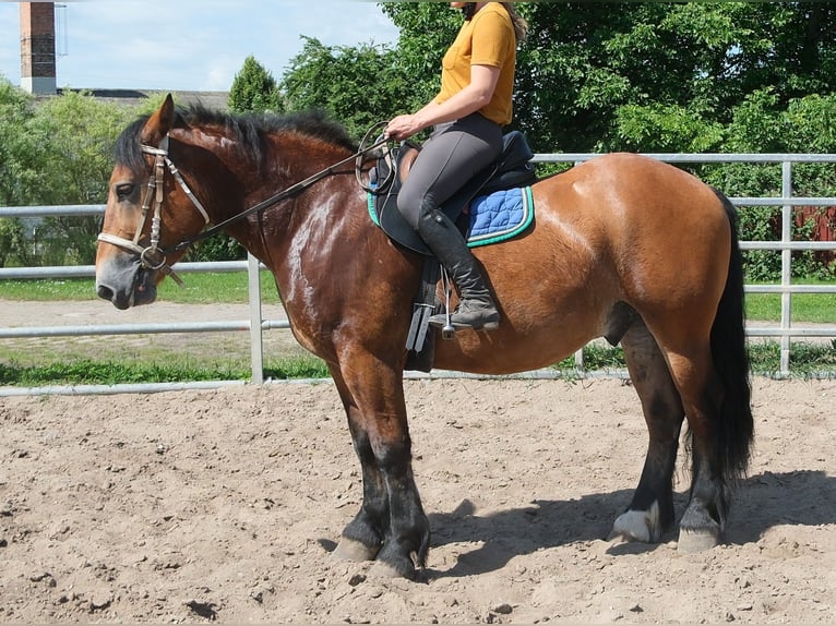 Sangre fría polaco Caballo castrado 4 años 155 cm Castaño claro in Rudersdorf