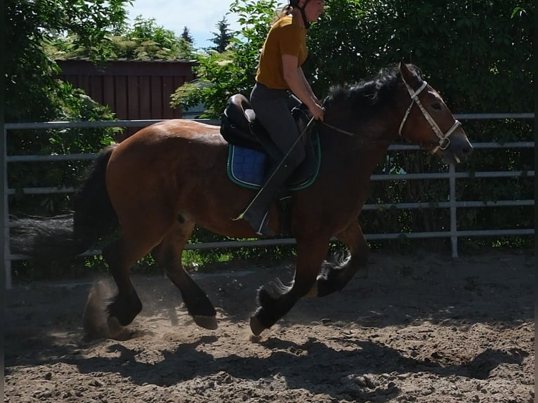 Sangre fría polaco Caballo castrado 4 años 155 cm Castaño claro in Rudersdorf