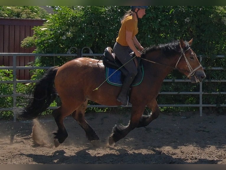 Sangre fría polaco Caballo castrado 4 años 155 cm Castaño claro in Rudersdorf