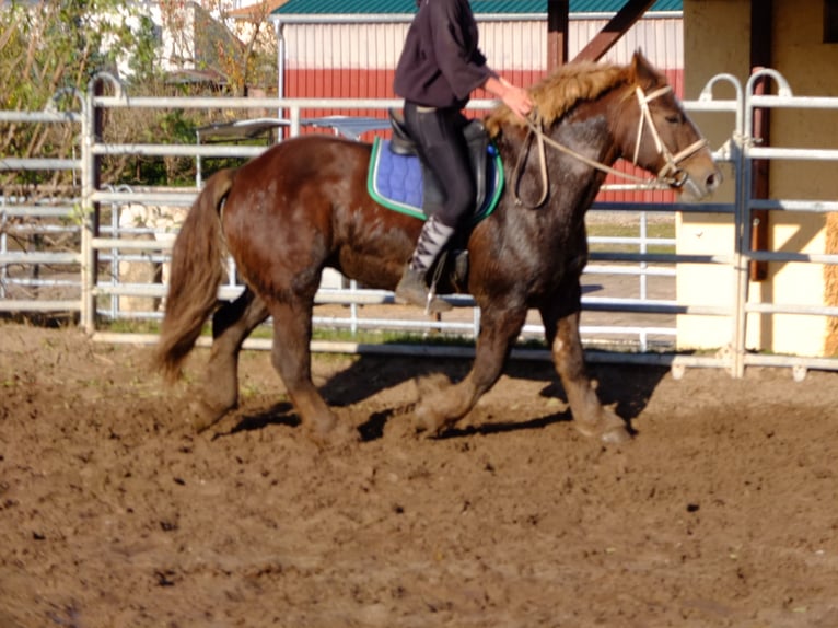 Sangre fría polaco Mestizo Caballo castrado 4 años 155 cm Tordo rodado in Buttstädt