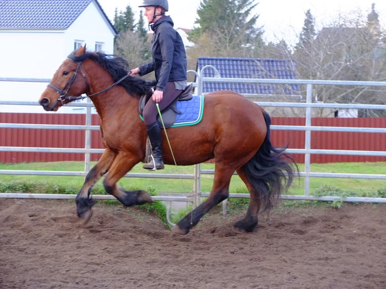 Sangre fría polaco Mestizo Caballo castrado 4 años 155 cm Tordo rodado in Buttstädt