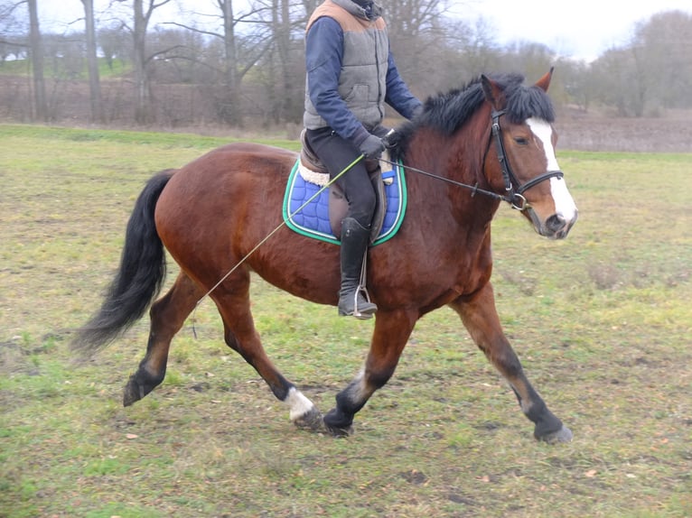 Sangre fría polaco Mestizo Caballo castrado 4 años 155 cm Tordo rodado in Buttstädt