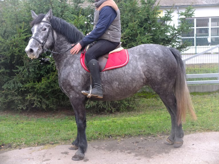 Sangre fría polaco Mestizo Caballo castrado 4 años 155 cm Tordo rodado in Buttstädt