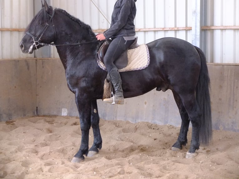 Sangre fría polaco Mestizo Caballo castrado 4 años 155 cm Tordo rodado in Buttstädt