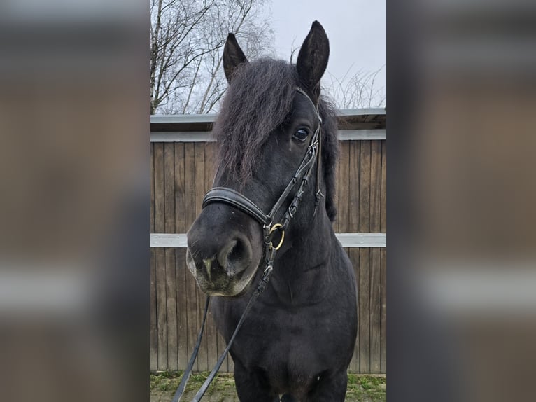 Sangre fría polaco Mestizo Caballo castrado 4 años 157 cm Negro in Mülheim an der Ruhr