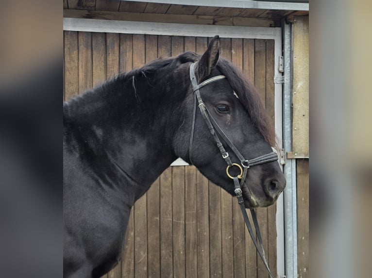 Sangre fría polaco Mestizo Caballo castrado 4 años 157 cm Negro in Mülheim an der Ruhr