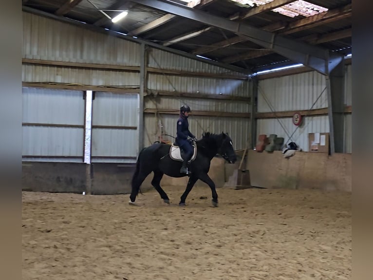 Sangre fría polaco Mestizo Caballo castrado 4 años 157 cm Negro in Mülheim an der Ruhr