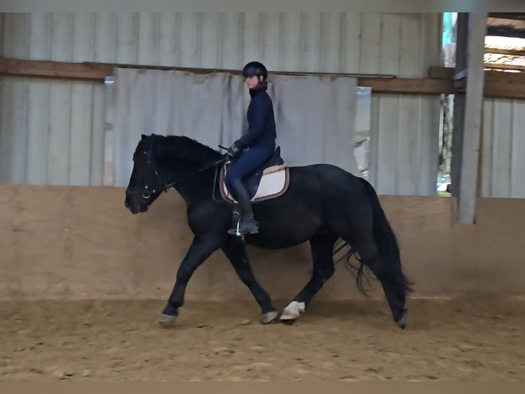 Sangre fría polaco Mestizo Caballo castrado 4 años 157 cm Negro in Mülheim an der Ruhr