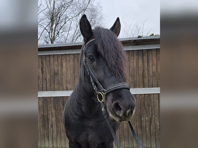 Sangre fría polaco Mestizo Caballo castrado 4 años 157 cm Negro in Mülheim an der Ruhr