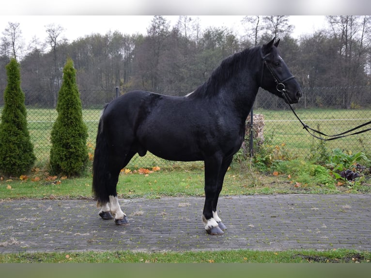 Sangre fría polaco Mestizo Caballo castrado 4 años 157 cm Pío in Che&#x142;mno