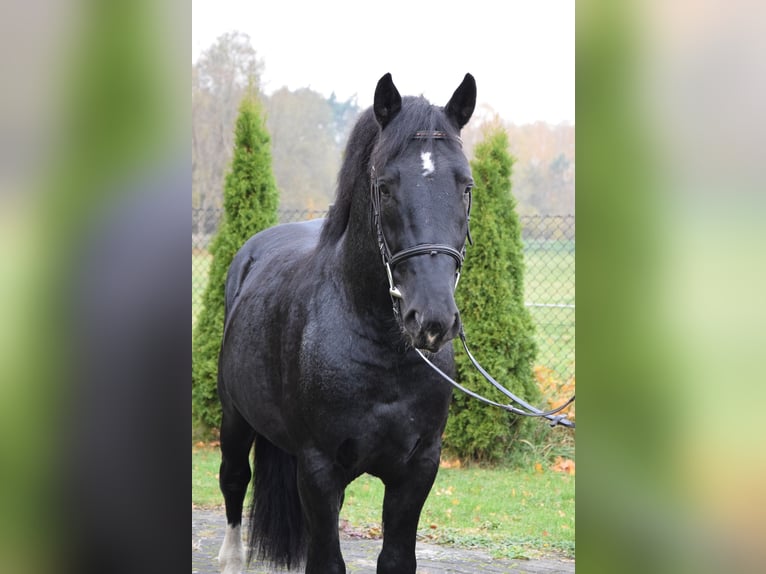 Sangre fría polaco Mestizo Caballo castrado 4 años 157 cm Pío in Che&#x142;mno